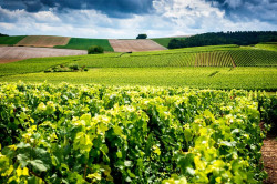 Visite vignoble à Pierry